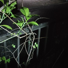 ニシムク　サムライの画像