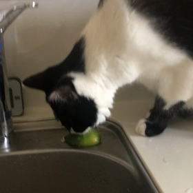 かぼすな小太郎の画像