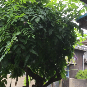 何処で鳴いてるのかなぁの画像