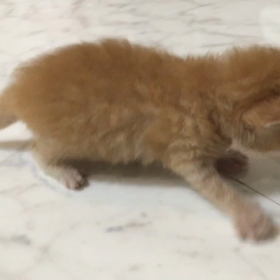 保護猫ミルクボランティア、お風呂に入れるの画像