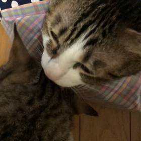 私が急ぎ過ぎてる気がする。先住猫と新入り子猫。始まった母のデイケア。の画像