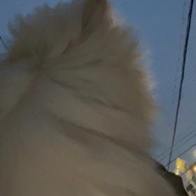 ココと夜散歩の画像