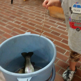 魚釣りましたの画像