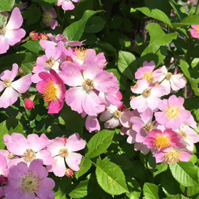 今日はいい音の日の画像