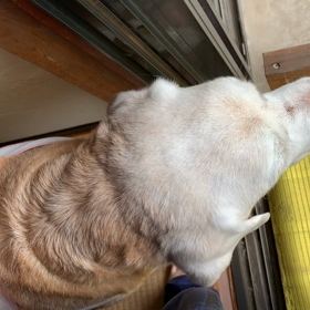 今朝のよもぎ  うれし〜すごいぞ〜えらいぞ〜の画像