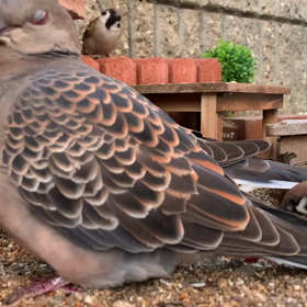 タロウのDNA?、小庭の朝、ショータのグオッ…（笑）の画像