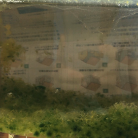 シーモンキー1ヶ月半の画像