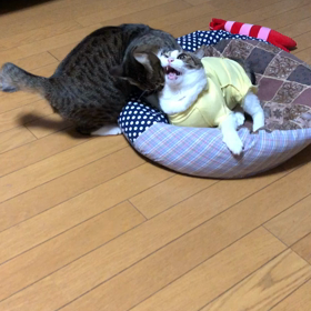 87歳の母の介護サービスの1つが使えない。マリーにゃんやっつけ！の画像