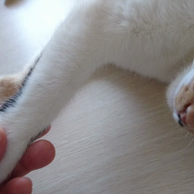 ジルちゃんの画像