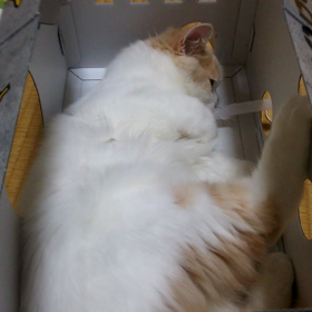 眠い(´д⊂)‥の画像