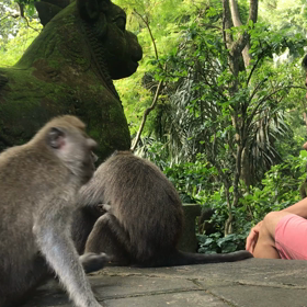 猿の楽園の画像