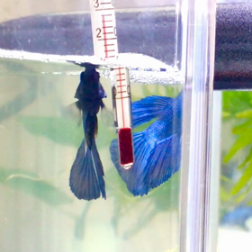 朝から泡巣作るベタ幼魚3か月の画像
