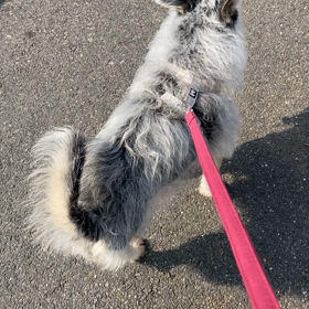 今日は３本足記念日の画像