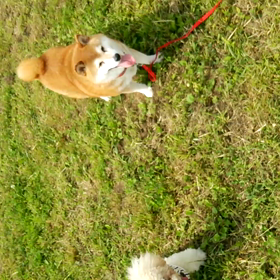 まみの動き…の画像