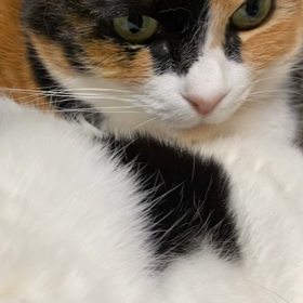 おやすみの画像