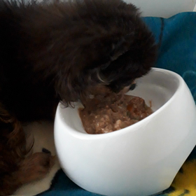 れんくんの画像