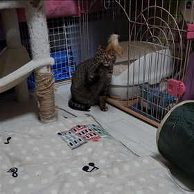 マムちゃんと猫じゃらしの画像