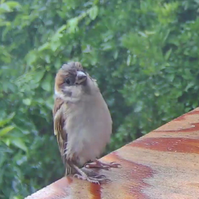 すぎぴたんの事件簿シーズン3  　316話（ペンギンぽいスズメ）の画像