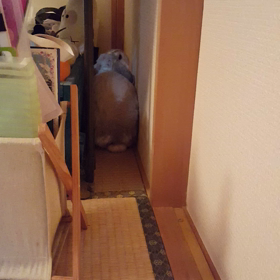 バックしま～すの画像