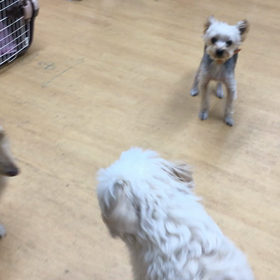 犬は犬同士で学び  合っています。の画像