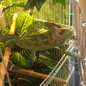 猫の他にもの画像