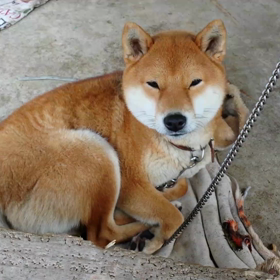 はなちゃんの動画 12月27日撮影の画像