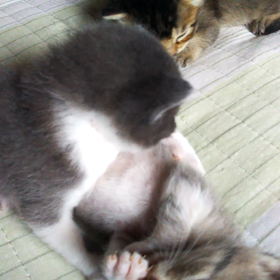 今朝の幸せ動画の画像