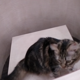 猫カフェの画像