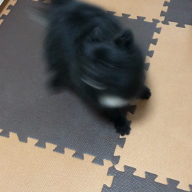 2019年3月12日   ルナの舞いの画像