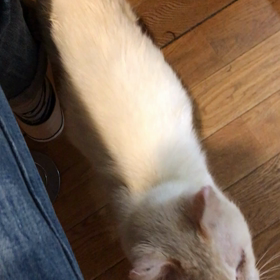 帰ってきた野良シロの画像