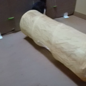 #猫壱キャットトンネルで、遊ぶ？琥珀くんの画像