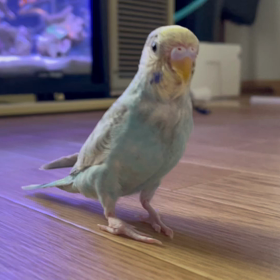 インコ日記の画像