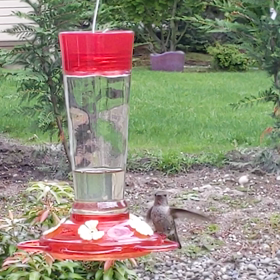 ハチドリ【自作ネクター】の画像