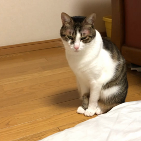 昨日のジム活で遅い飼い主にお眠アピールの保護猫デール！の画像