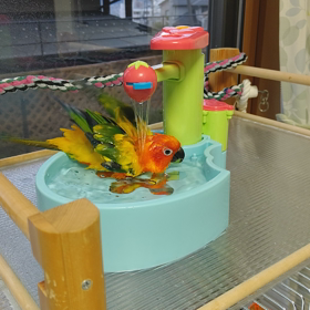 飼い主さんと一緒がイイネの画像