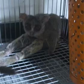 ショウガラゴの、バニラ✨の画像