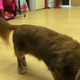 ベルを鳴らす（チェリー編）の画像