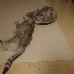 いつもの夜の画像