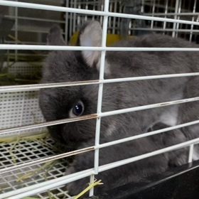 でこちゃんおっぱいタイムの画像