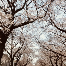 桜のトンネルの画像