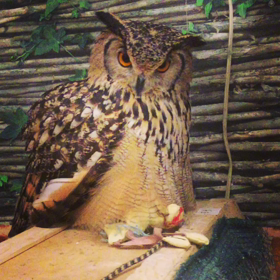 くつろぐジャンくん❣️ベンガルワシミミズクの画像