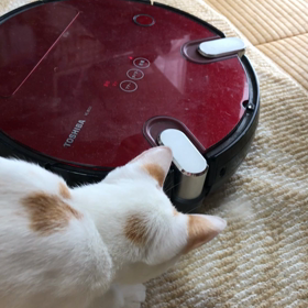 2017.10.08：ルンバと闘うテンの画像