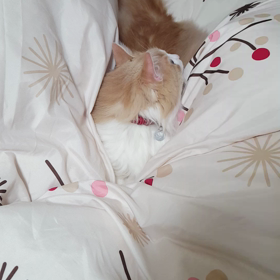 ハミングの画像