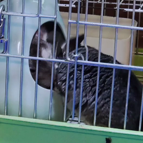 チンチラ 販売中！！！の画像