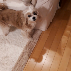 『おやすみ』の画像