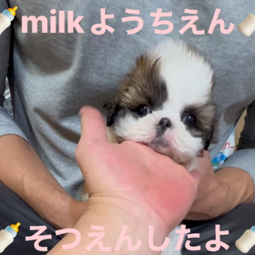 ❤️決まりましたうどん屋くん動画の画像