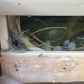 サザナミインコのペアの画像