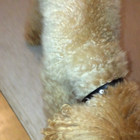 ルイくんご飯を完食！の画像