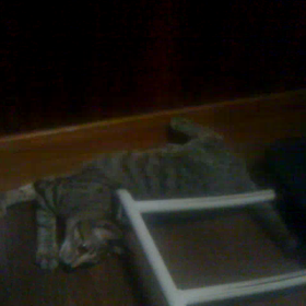 うるるうちの子一年記念～！の画像