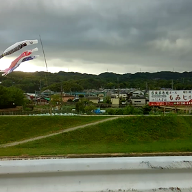 ５月の鯉のぼりの画像